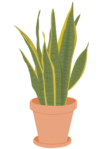 Sansevieria / Svigermors Skarpe Tunge​